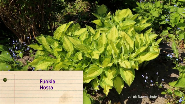 Nova zahrada - tienista zahrada